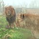 Des lions à Touroparc Zoo (Saône-et-Loire), le 21 janvier 2025.