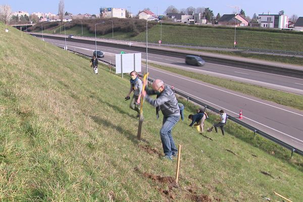 L'opération citoyenne de plantation d'arbres s'effectue sur un délaissé routier sur la commune de Saint-Apollinaire