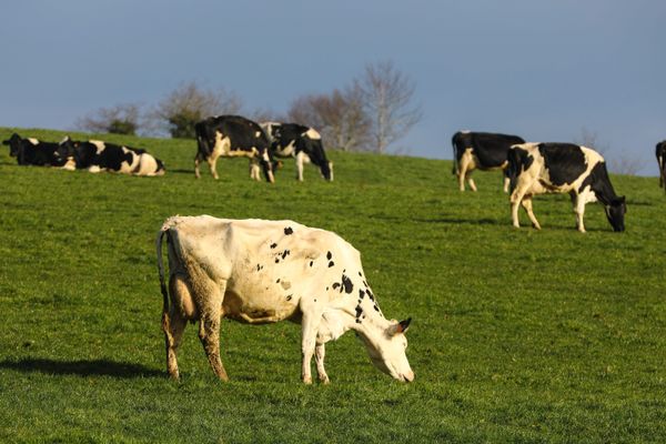 Des vaches laitières de race prim holstein dans une pature du Finistère (29)