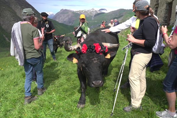 Ces vaches de race Hérens ont rejoint l'alpage dans les Hautes-Alpes, accompagnées de nombreux visiteurs, le 26 mai 2024.