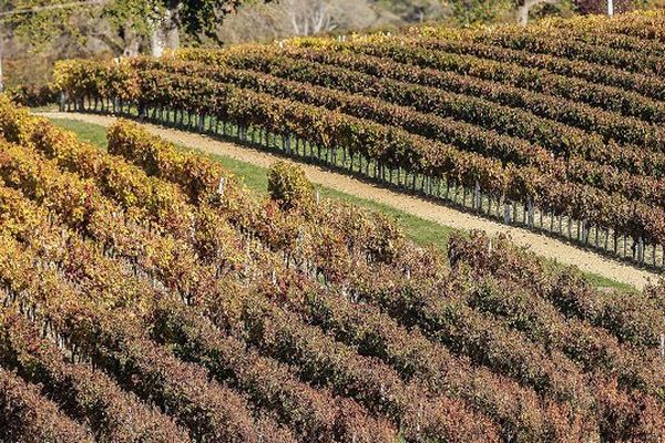 >On pourra faire pousser des vignes n'importe où.