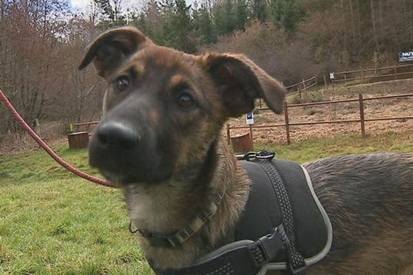 l'association canine du haut-Forez a sauvé une cinquantaine de chiens depuis sa création.