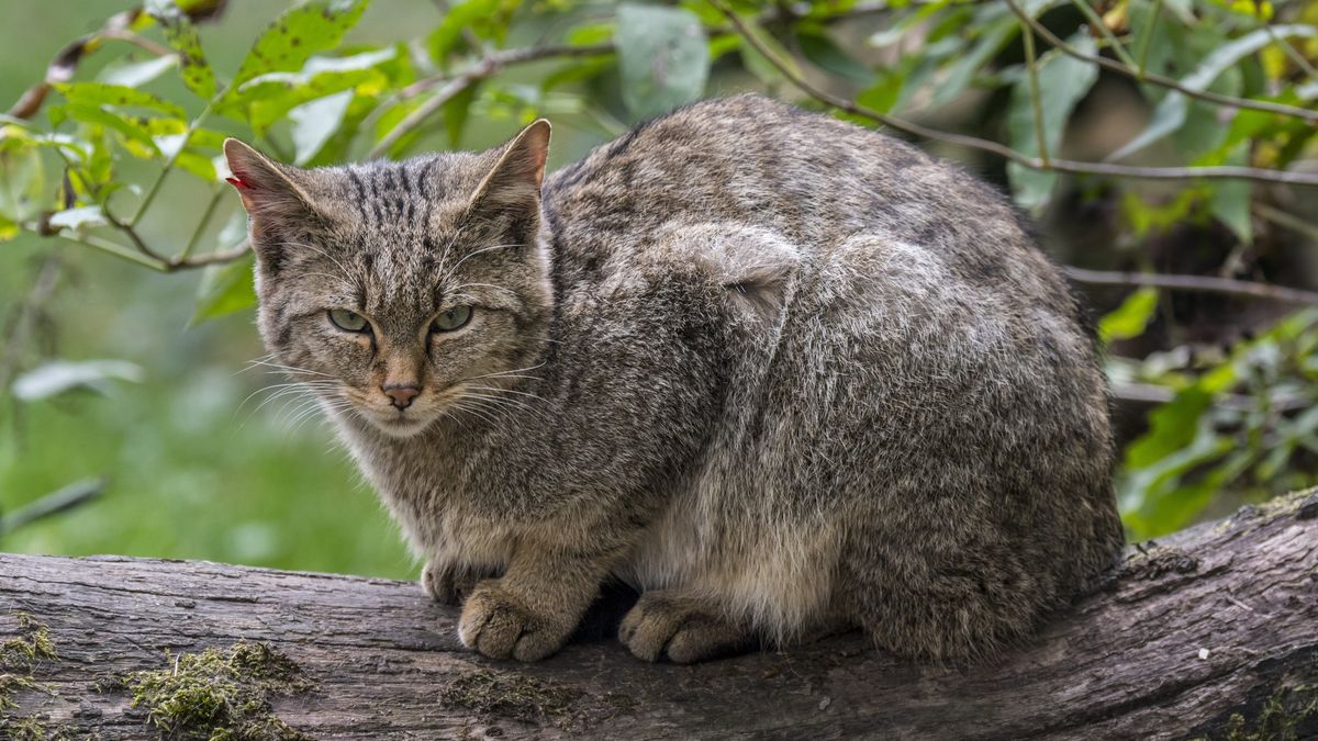 Herault Une Population De Chats Forestiers D Europe Decouverte Dans Le Massif Du Caroux Espinouse