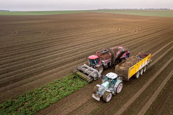 La campagne betteravière dans le Nord-Pas-de-Calais, malgré 15 jours de retard, vient de commencer.