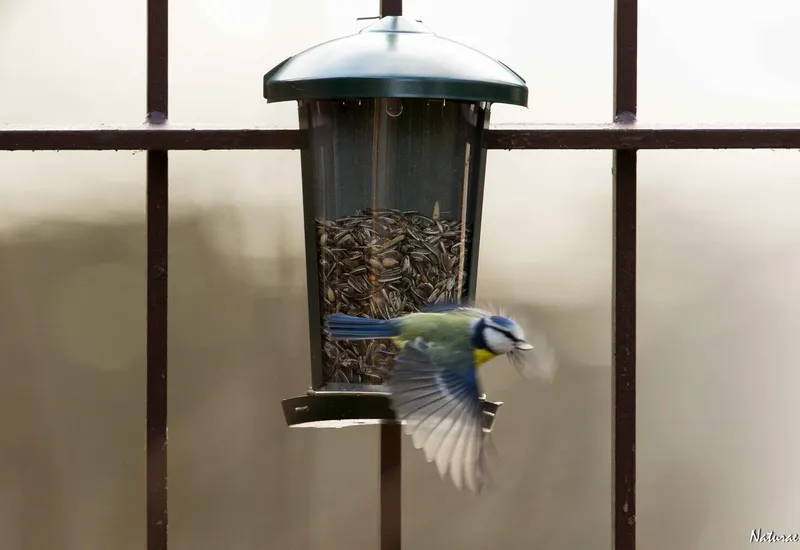 Nourriture pour oiseaux de jardin NABU bloc d'énergie avec graines