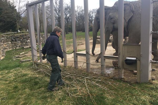 Une bonne ration de branchages est nécessaire chaque jour pour équilibrer le menu des éléphants du PAL