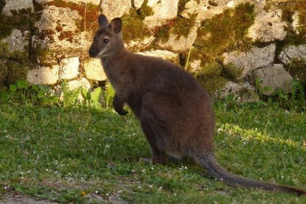 Le wallaby photographié dans le vieux Boisseuil