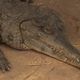 Léon est le seul crocodile mâle de race "Faux-gavial" reproducteur en Europe