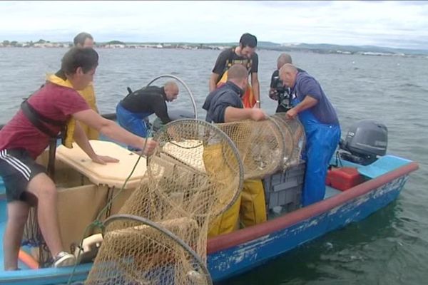 Les pêcheurs de l'étang de Thau capturent des daurades sauvages et les maintiennent en vie pour les vendre plus tard. Une expérience d'aquaculture menée avec le lycée de la mer à Sète - 20/10/2016