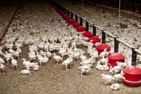 Dans un élevage de poulet dans la Sarthe