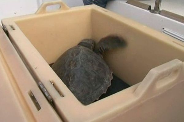 La tortue caouanne a été soignée pendant 2 mois avant d'être remise à l'eau