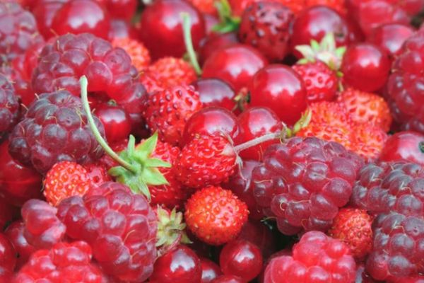 Faire le plein de vitamines grâce à de délicieuses pâtes de fruits aux fruits rouges