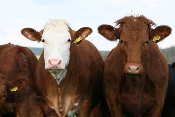 Seize vaches sont mortes sur le coup, six autres ont dû être euthanasiées.