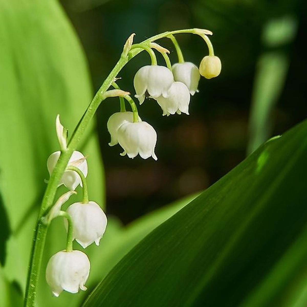 Pourquoi Le Muguet Est Il Une Plante Toxique