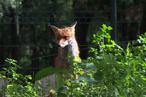 Le Domaine Eiwah, refuge situé sur la commune de La Boissière dans l'Hérault, accueille des renards roux