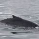 Les recherches pour retrouver la baleine à bosse dans la Seine sont interrompues, lundi 21 octobre 2024.