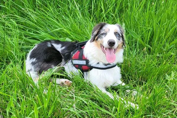 Falko, border collie d'un an, est décédé avant d'arriver à la clinique vétérinaire de Loon-Plage.