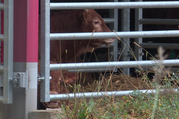 Les premiers bovins ont rejoint les installations de cette ferme controversée