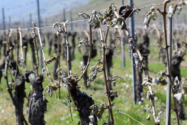 Des vignes totalement grillées, comme brûlées après les gelées dans l'Hérault. Image d'illustration.