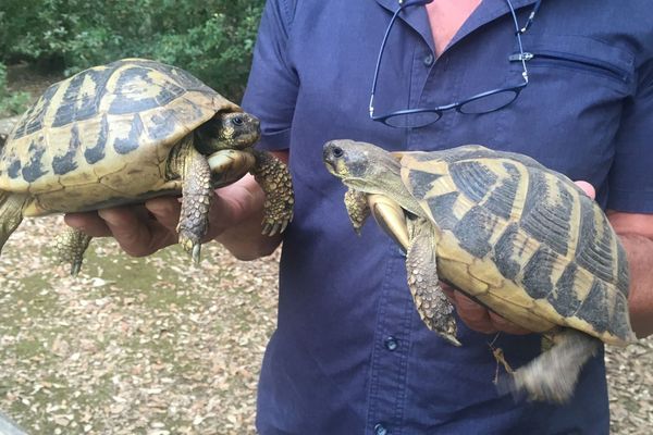 Deux tortues d'Hermann à la Cupulatta, protégées, elles, dans le parc animalier A Cuppulata, à Vero. 