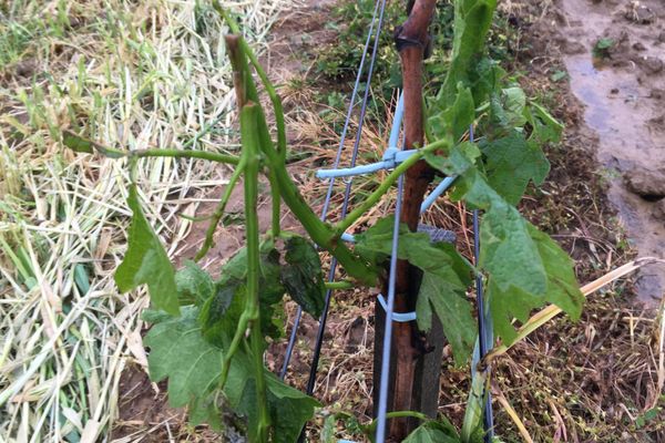 La vigne, hachée par endroit par la grêle, ne produira aucun raisin.