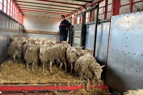 Les animaux survivants ont été transférés dans une autre ferme corrézienne. 