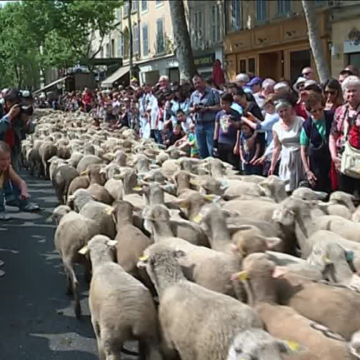 https://france3-regions.francetvinfo.fr/image/FGgtPsHkMFUX52ZL0W2FESBtgyI/1200x1200/regions/2020/06/09/5edf5a3898758_salon_de_provence_transhumance-00_00_54_11-3632161.jpg