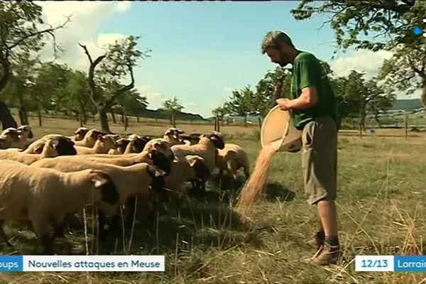 éleveur de brebis dans la Meuse