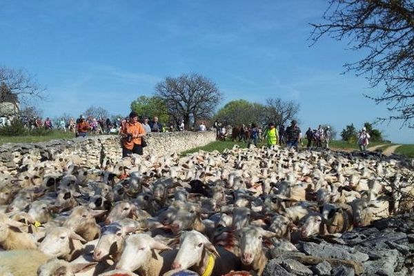 La transhumance a commencé mardi, elle s'achèvera à Luzech à la fin de la semaine. 