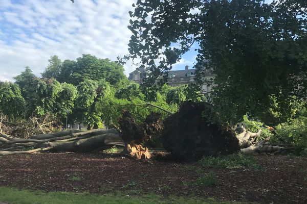 Ils avaient été plantés fin du 19e siècle lors du réaménagement de la place de la République.