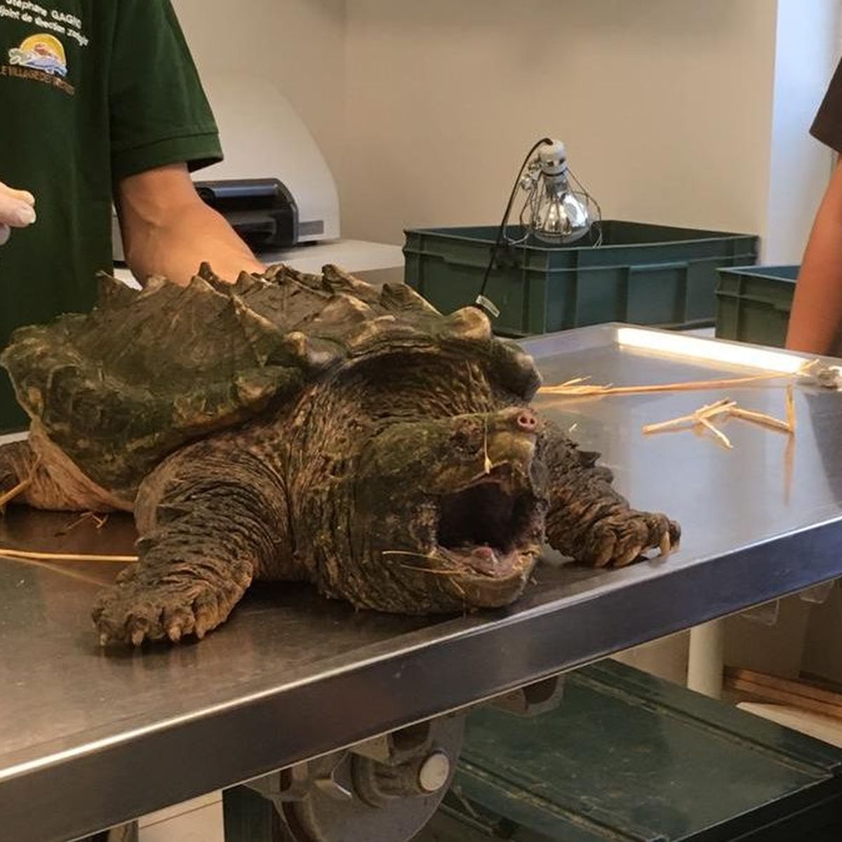 La Tortue Alligator Trouvee Dans Un Parc Des Alpes Maritimes A Ete Installee Dans Son Aquarium Au Village Des Tortues