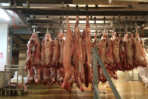 L'abattoir de Saint-Hilaire-du-Harcouët perd de l'argent depuis plusieurs années.