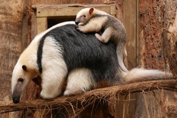 Premiere En France A Biotropica Un Bebe Fourmilier Nain Est Ne