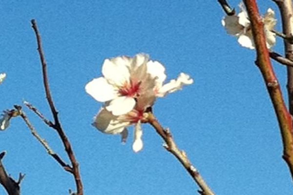 Quand les amandiers fleurissent en Languedoc-Roussillon, le printemps n'est pas loin 