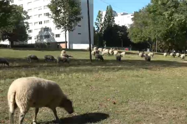 Des brebis pendant leur pâturage itinérant en Seine-Saint-Denis, le 20 août 2022.