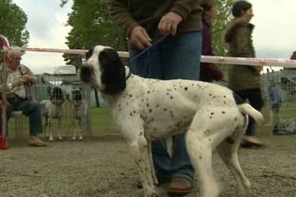 Peu répandu en Europe, le braque d'Auvergne est en revanche très présent au Liban, au Canada et aux Etats-Unis. On l'appelle aussi Bleu d'Auvergne. Il possède toutes les qualités essentielles d'un bon chien d'arrêt.