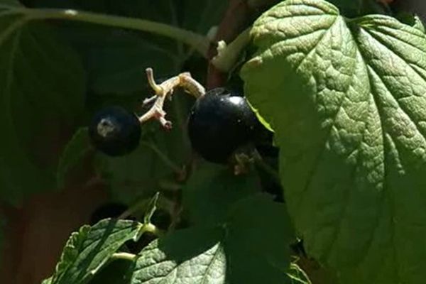 La récolte de cassis est en avance de 3 semaines