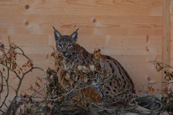 Mona la femelle lynx devrait être relâchée à l'automne dans le Jura. 