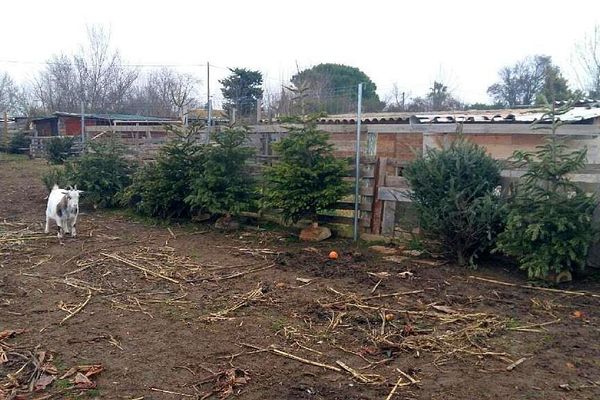 Déjà 27 sapins collectés pour les chèvres de Régine à Mireval dans l'Hérault - 3 janvier 2022.