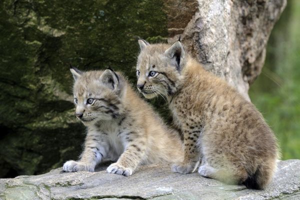 Trois lynx ont été abattus en Suisse, par un chasseur professionnel ayant l'autorisation te tuer des loups.