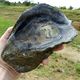 Un fossile d'huître géante, vieux de près de 130 000 ans : l'ude des multiplie découvert sur le chantier d'Arian 6 en Guyane.