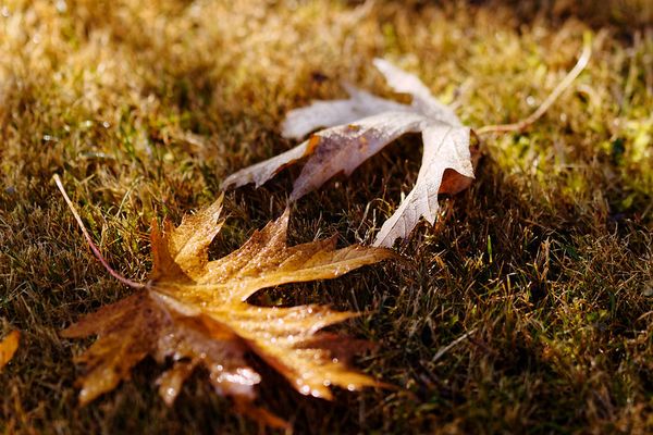 Feuilles