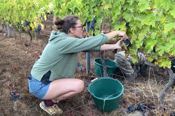 Une vingtaine de bénévoles s'activent sur le domaine de Tremica pour les vendanges. 