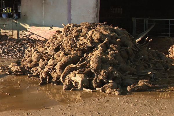 Des tas de carcasses de Brebis, voilà les conséquences des inondations de dimanche après-midi dans cette exploitation du Vaucluse.