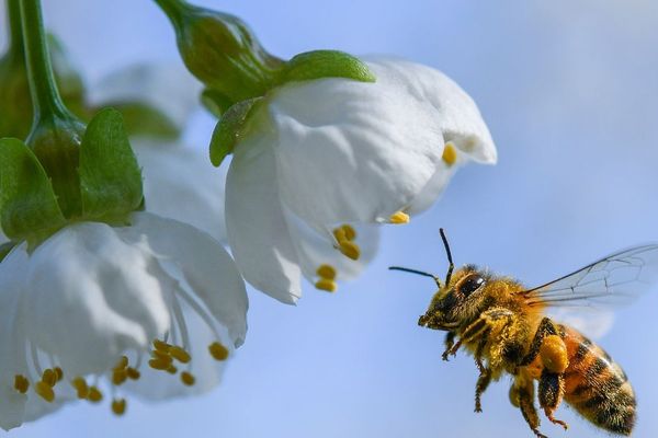 En Auvergne, les températures sont bien au-dessus des normales de saison, et ce phénomène devrait persister jusqu'au mois d'avril.