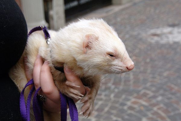 Une mère de famille a dérobé un furet dans une animalerie du Puy-en-Velay.