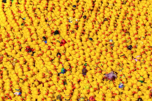 Plus de 15 000 canards devraient être lancés dans le Cher