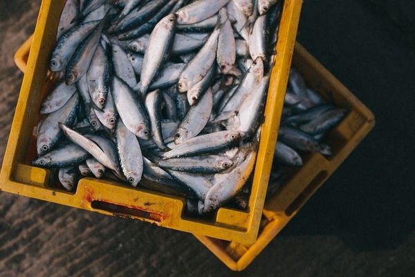 La Journée Mondiale pour la Fin de la Pêche demande l'abolition de la pêche et des élevages aquacoles