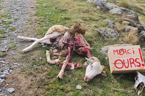 Une des deux carcasses retrouvées près de l'étang de Soulcem, dans les Pyrénées ariégeoises.