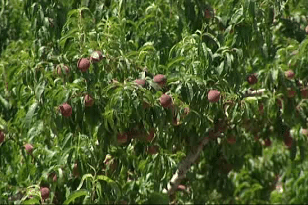 La saison a bien débuté dans les Pyrénées-Orientales.